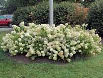 Hydrangea paniculata Little Lime hortensja bukietowa Little Lime