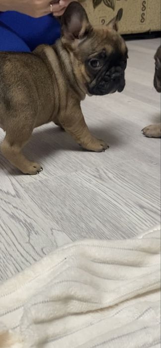 Малюки французького бульдога