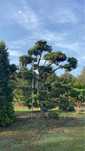Bonsai-Niwaki Sosna Cis Jałowiec. Szmaragd klon Katalpa jodła