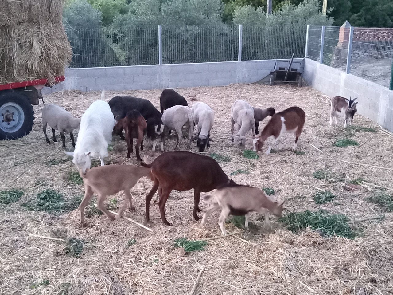 Ovelhas e cabras