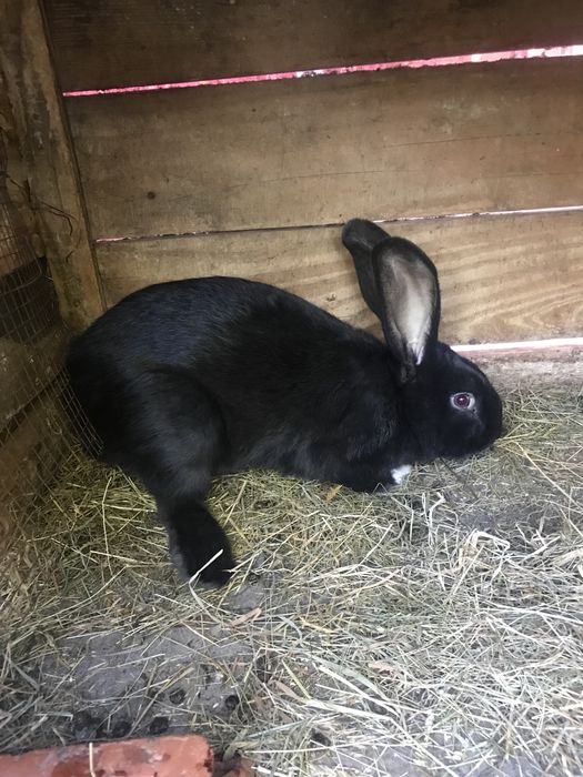 Продам кролі, кролики