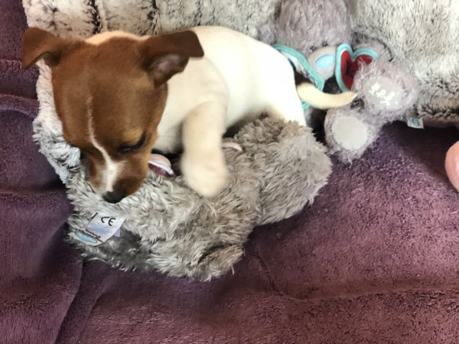 Джки вік два місяці