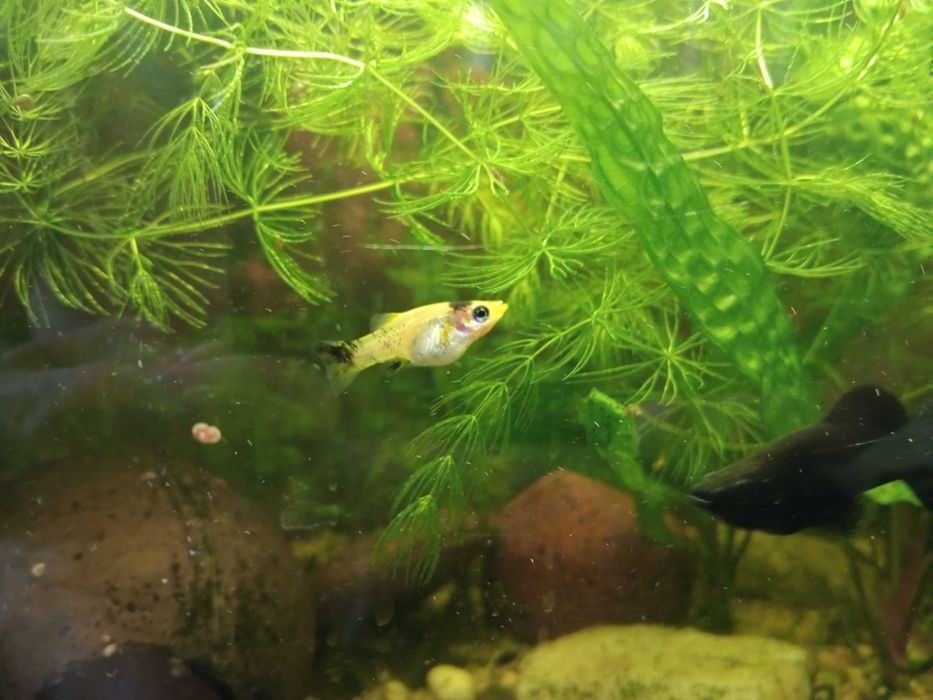 Molinezja czarne,  żółte nakrapiane. Młode osobniki 1 - 2 cm.