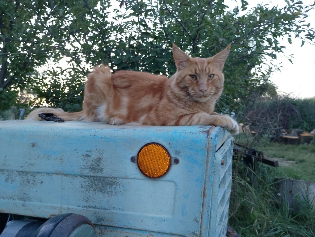 Продам самця Майкуна