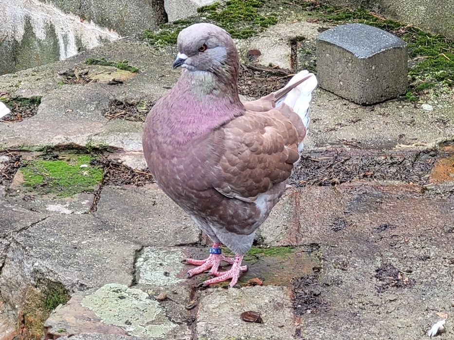 Gołąb gołębie king kingi