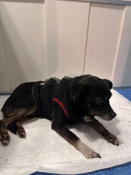 Помогите найти хозяина собачки