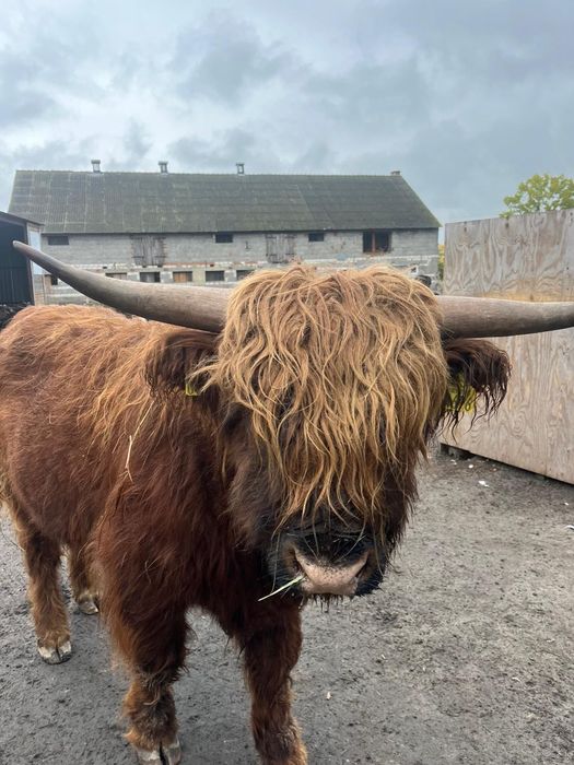 Byk szkocka krowa highland