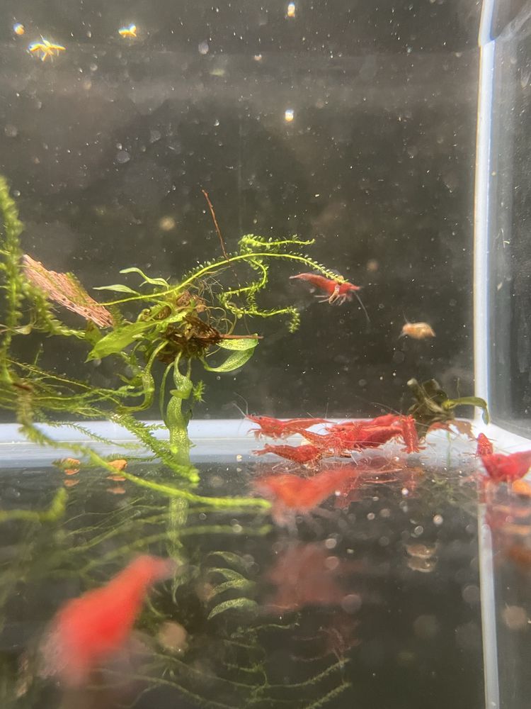 Neocaridinas Red Cherry