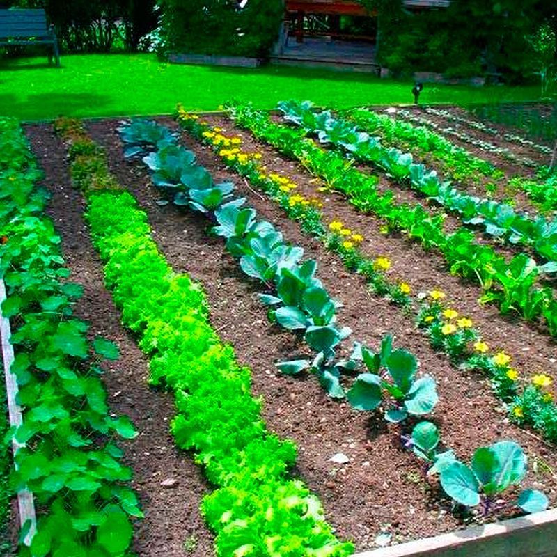 Serviços Profissionais de Jardinagem e Limpeza