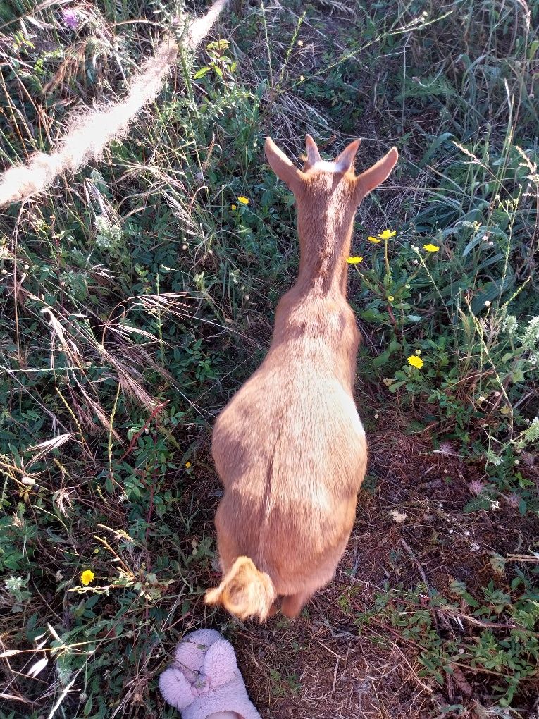 Cabrito anão com 4 meses