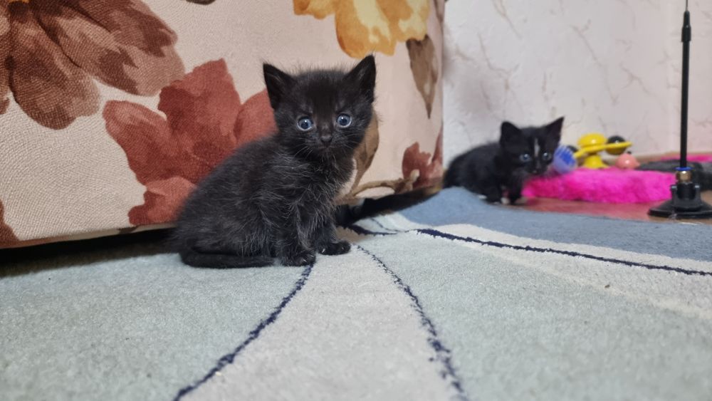 Віддам маленьких хвостиків у добрі та люблячі руки