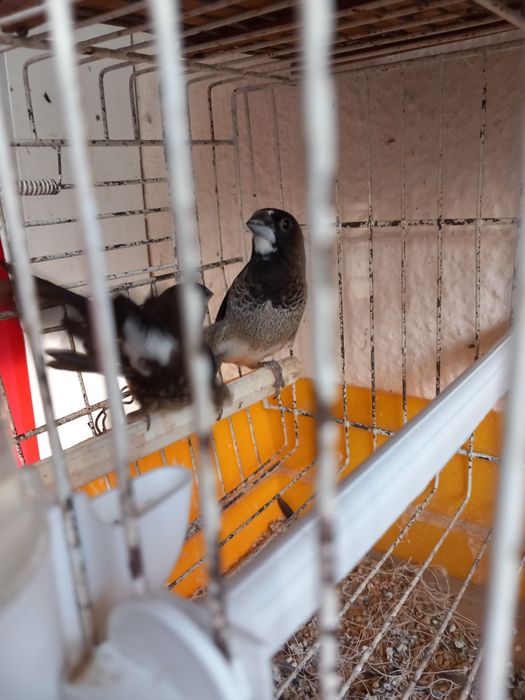 Bengalins. Novos deste ano