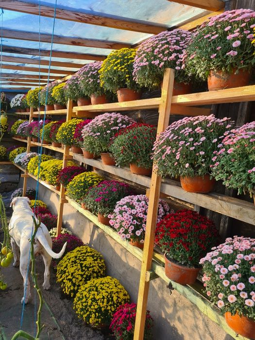 Zapraszam Chryzantemy