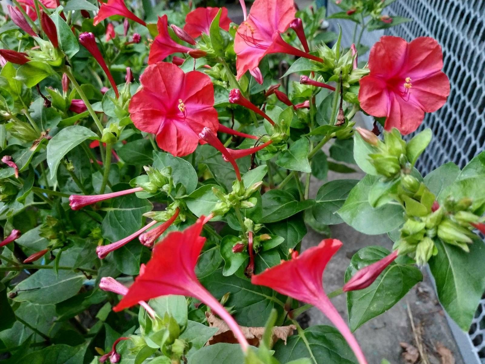 Цветок садовый Мирабилис, рассада