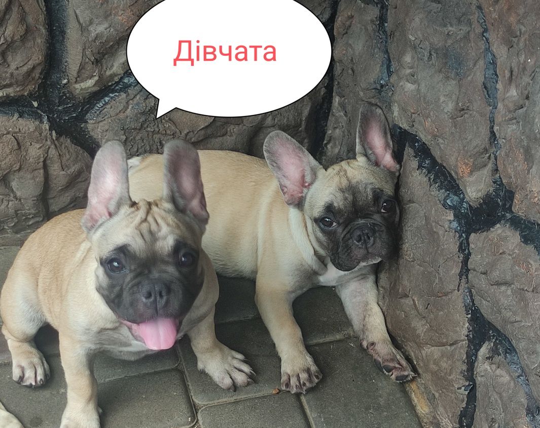 Французький бульдог