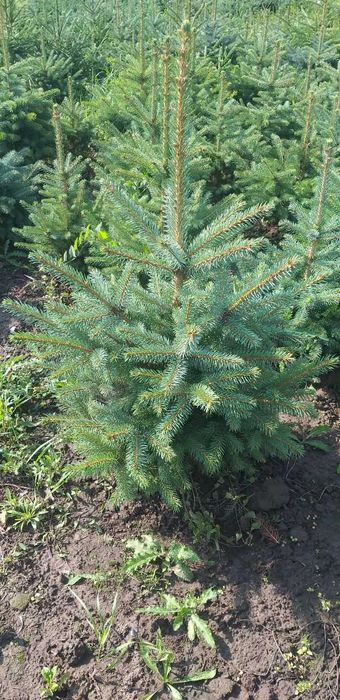 Новорічні ялинкі