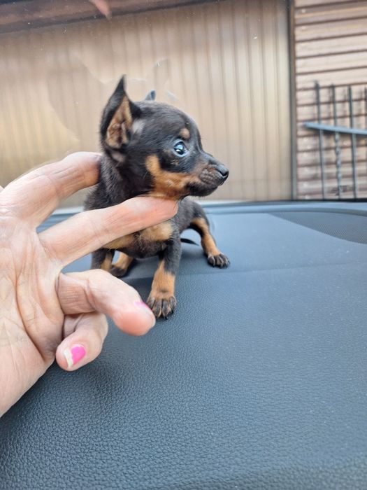 Ratlerek krysalik prawdziwa unikatowa miniaturka