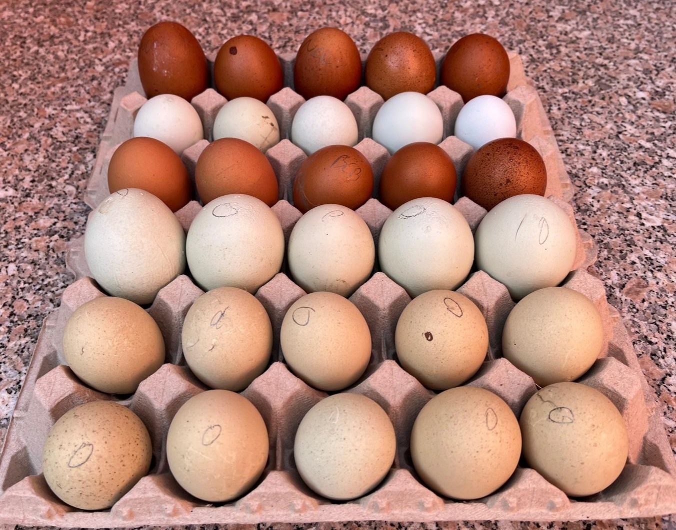 Ovos caseiros para consumo