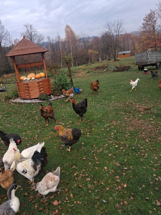 Koguty młode Brahma