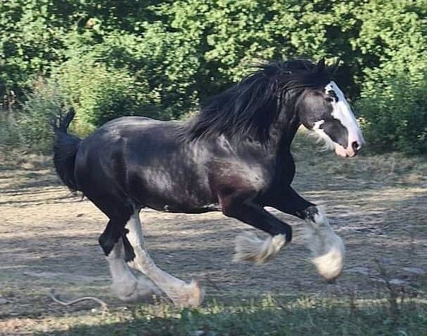 Piękny Shire Horse ogier (SHS)