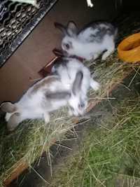 3 młode króliki mieszane