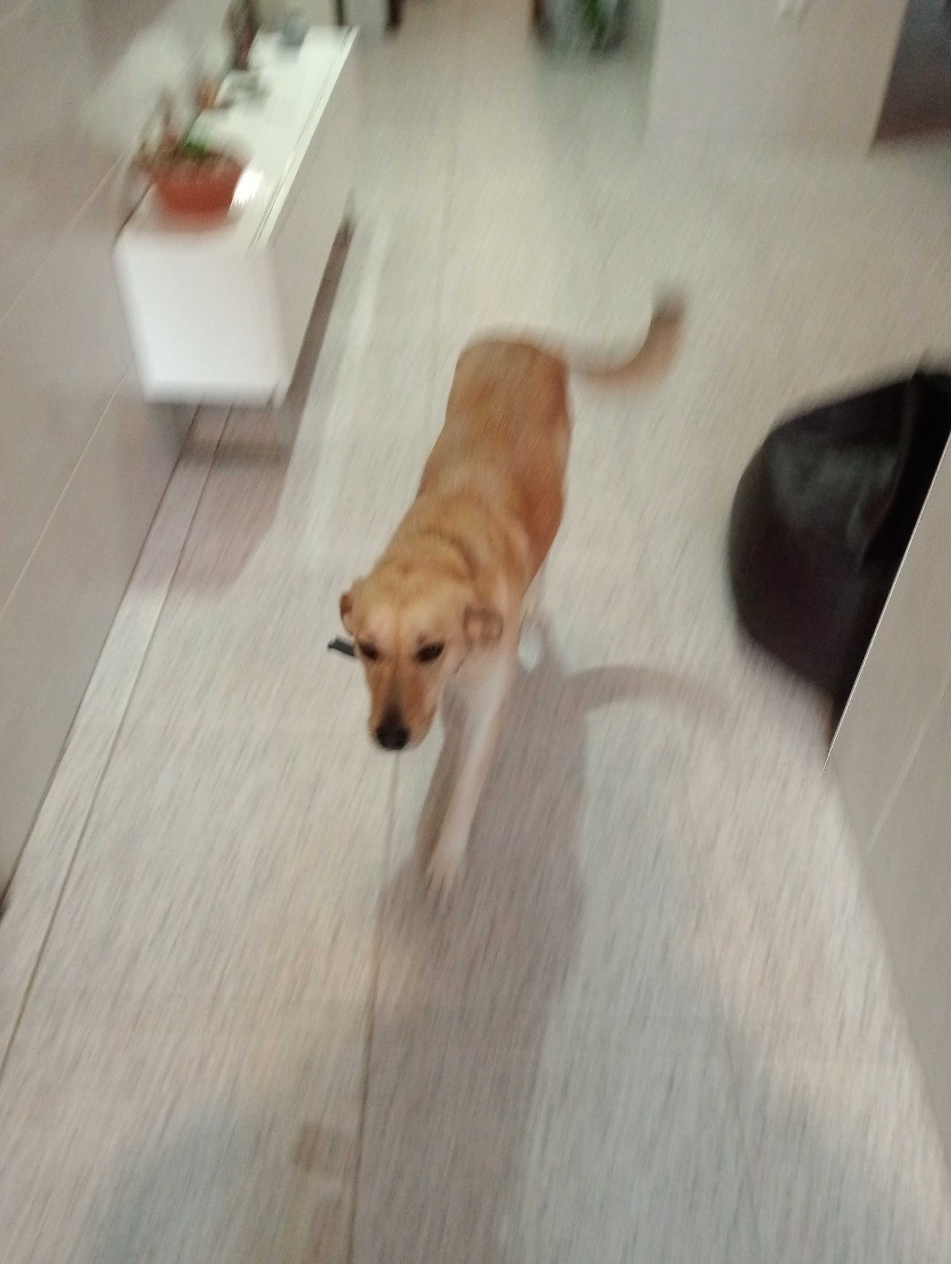 Dou cadela meiga