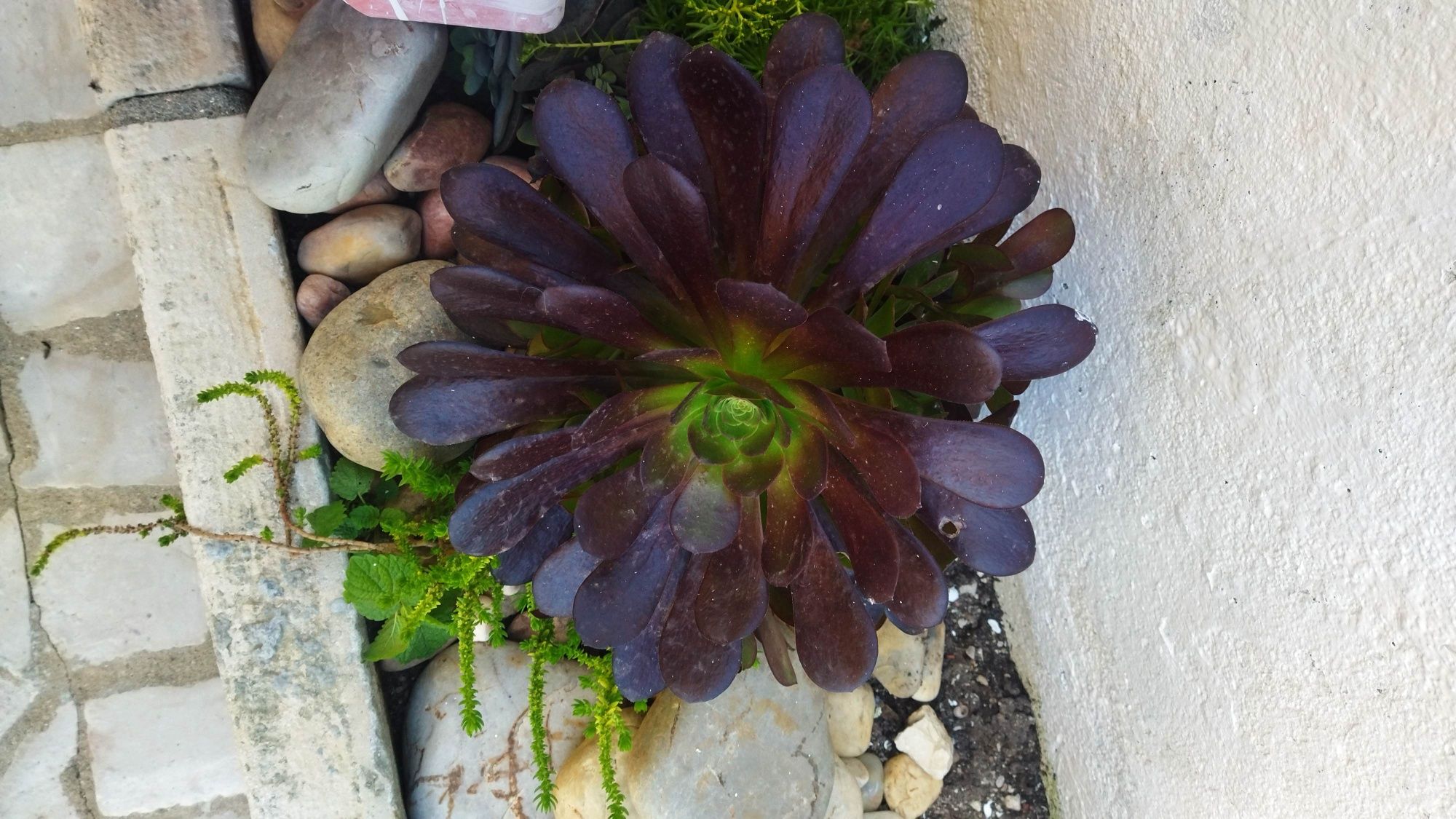 Suculentas aeonium púrpura