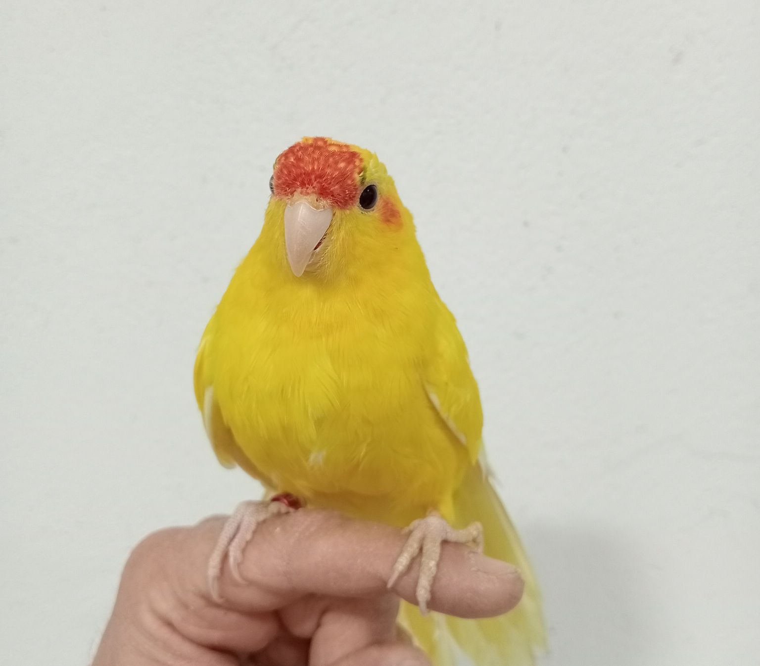 Kakariki Criado a Mão