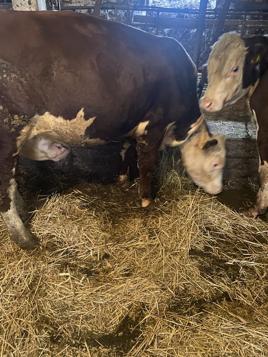 Byki 100% Hereford