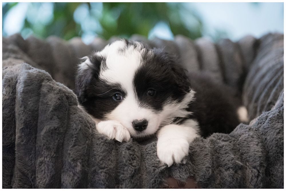 Border Collie FCI ZKwP
