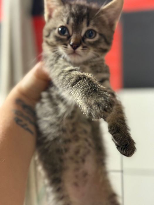 Otdam za darmo kotki