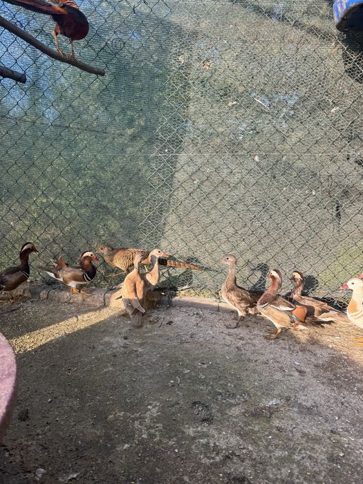 Patos mandarim canela e perus