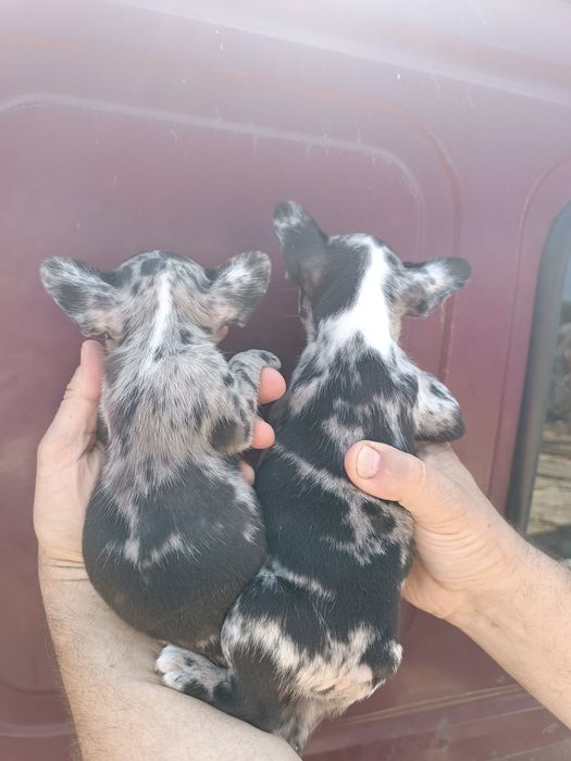 Французький бульдожка хлопці та дівки доставимо