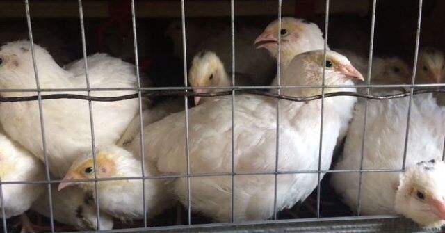 Перепела суточные