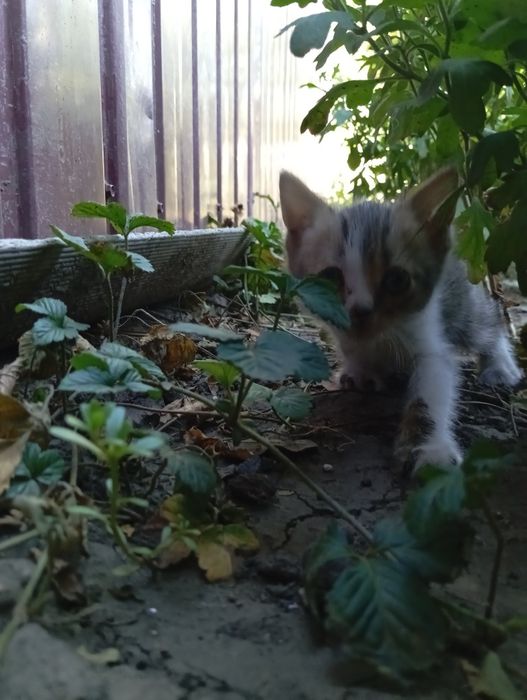 Кошеня шотландської кішки