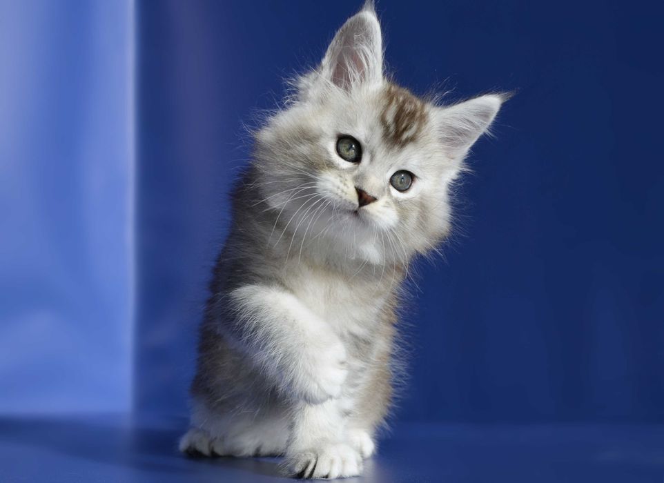 Мейн кун.Мальчик .