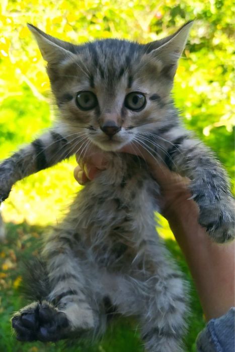 Кошеня  сіре смугасте