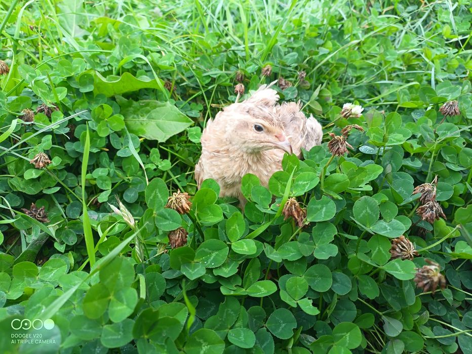 Перепілка Селадон