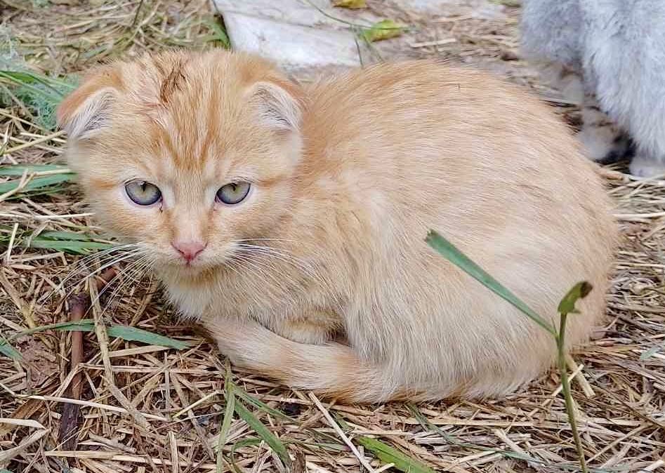 Висловухі кошенята  шукають дім