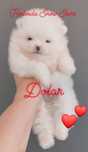 Szpic miniaturowy - pomeranian