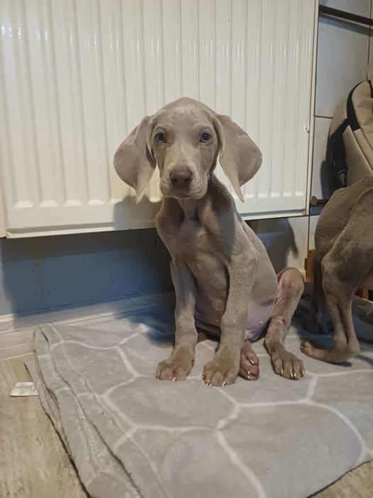 Wyżeł weimarski suczka