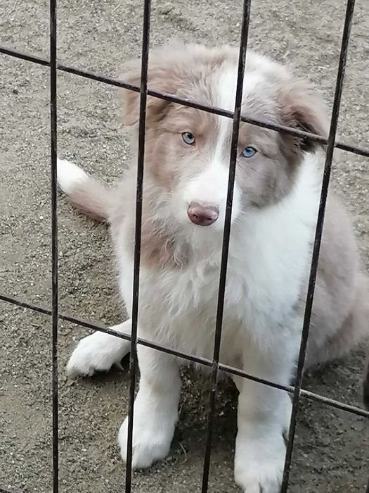 border collie lilac niebieskie oczy