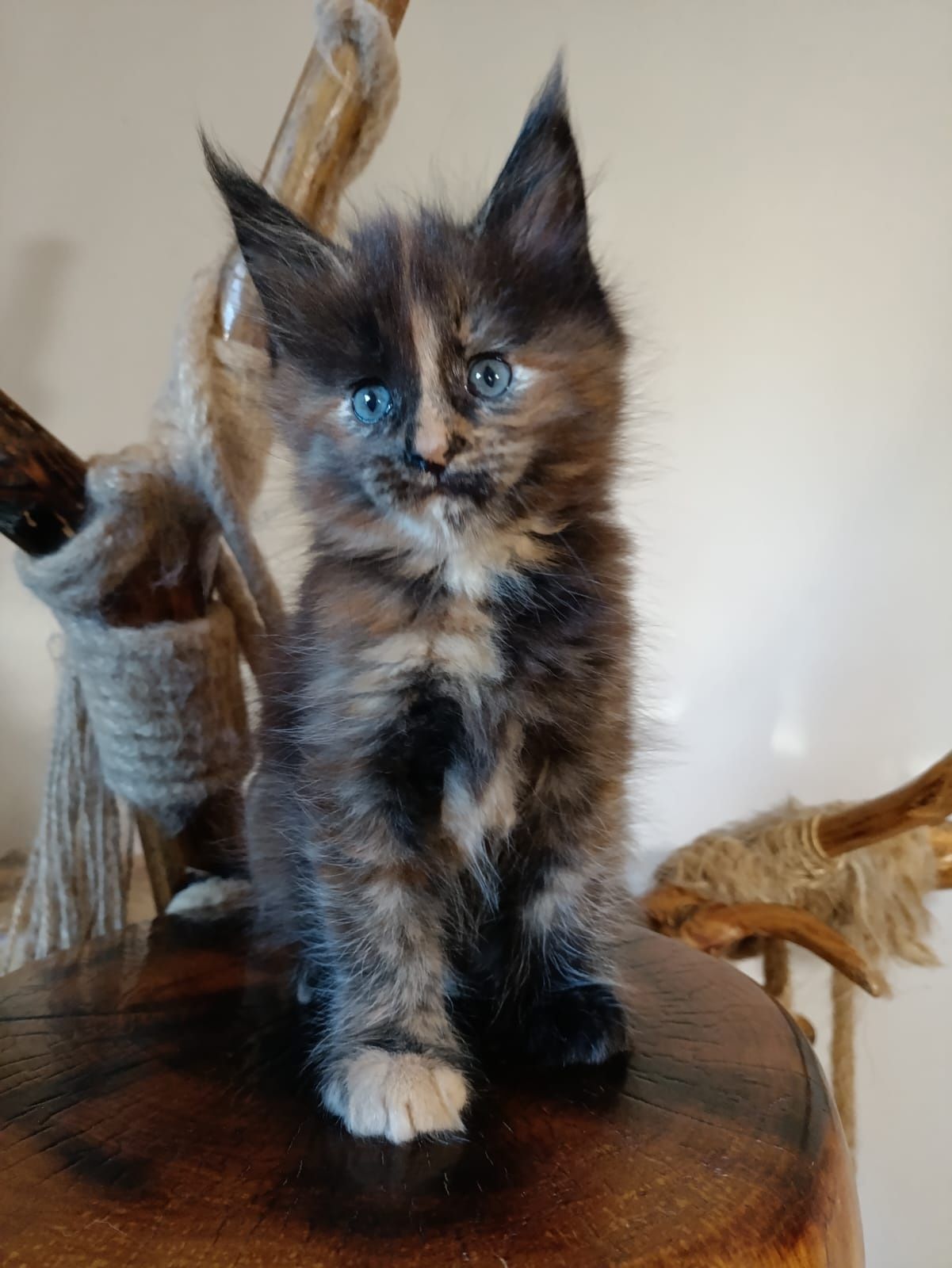 Przeurocza koteczka Maine Coon
