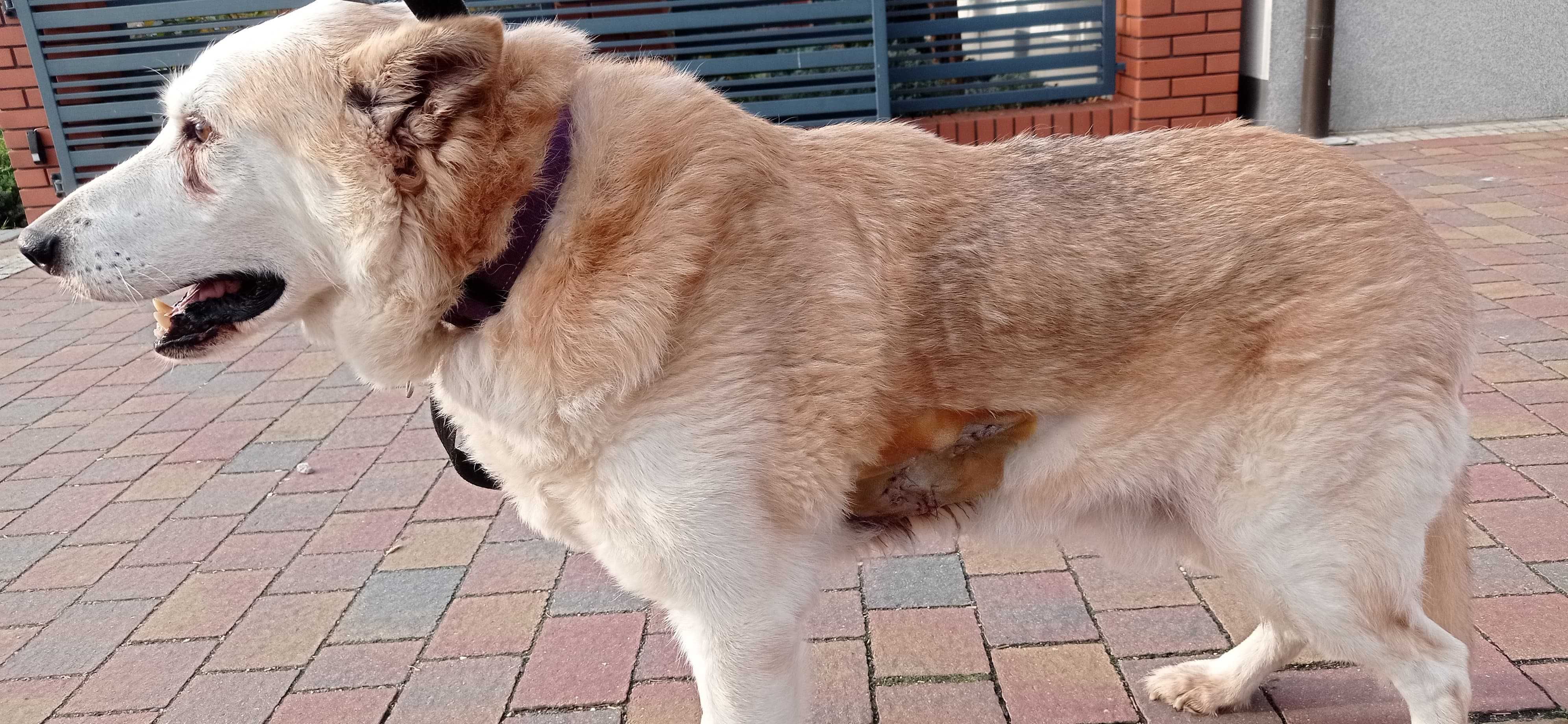 Nuki pies po przejściach - pilnie potrzebuje domu na jesień życia