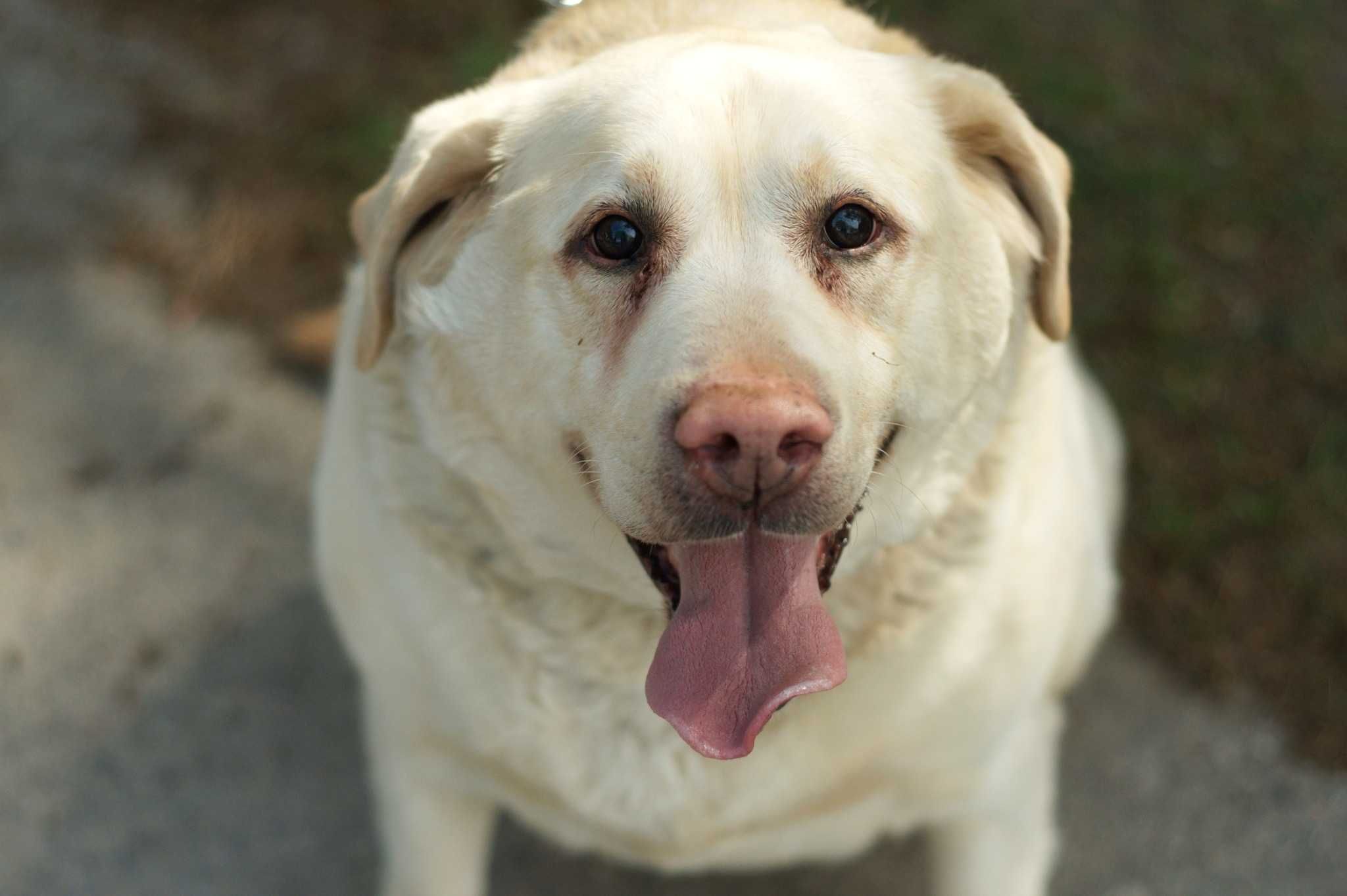 HENIS - psiak w typie labradora pilnie potrzebuje pomocy