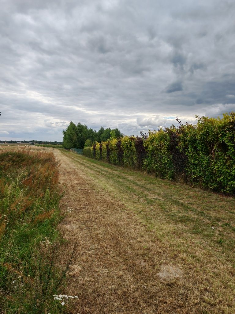 Działka Szadek ( w pobliżu Morawin/Ceków Kolonia)woj. wielkopolskie