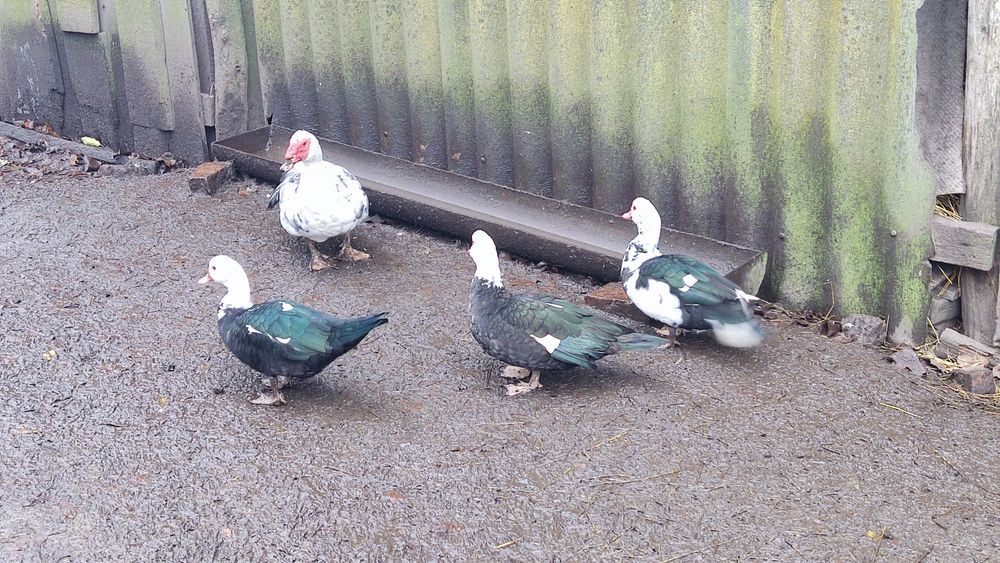 Продам утят живою вагою, ціна за штуку