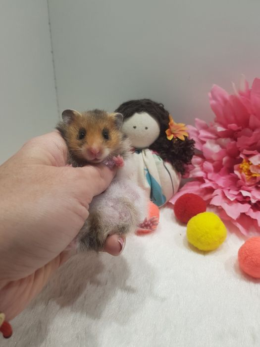 Chomik syryjski (Mesocricetus auratus) maluszki