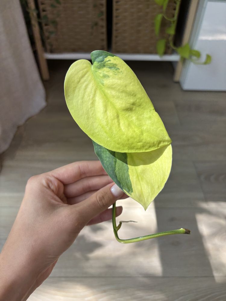 Scindapsus Jade satin aurea variegata - pędówka