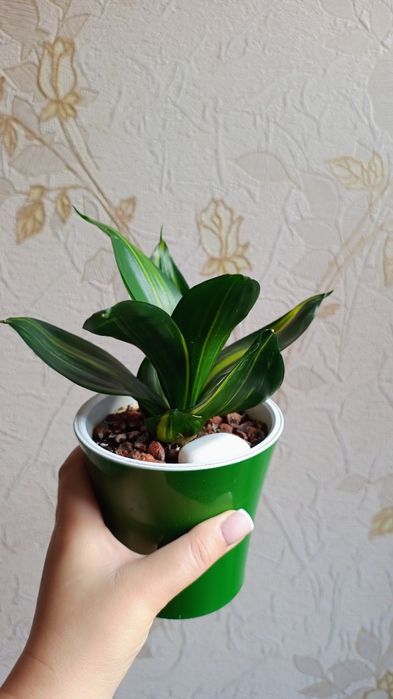 Сансевиерия Ханни "Green Mould"  var.